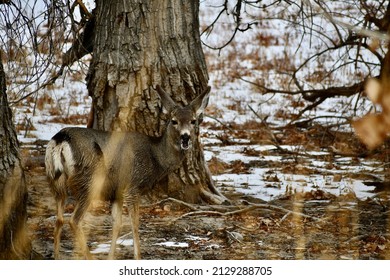 Surprised Deer Through the Brush