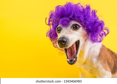 Surprised Dog Face In Lilac Curly Wig. Yellow Bright Background. Emotional Pet Muzzle.