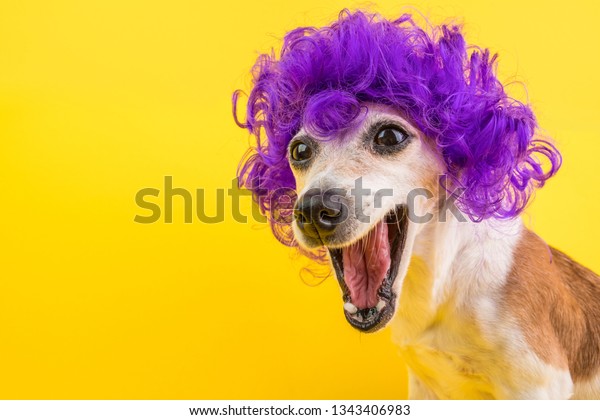 驚いた犬の顔をライラックの巻き毛のかつらで覆った黄色い明るい背景 愛玩動物の鼻筋 の写真素材 今すぐ編集