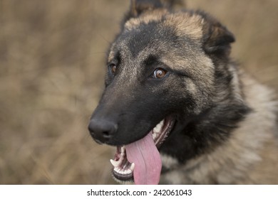 犬 驚く の画像 写真素材 ベクター画像 Shutterstock