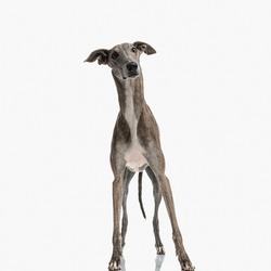 Surprised English Greyhound Puppy With Long Legs Looking Away And Being On Guard In Front Of White Background