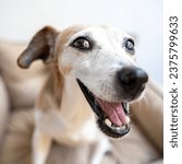 Surprised flirting active dog with big nose looking at camera. Jack Russell terrier elderly face with smile. Soft day light. Emotional portrait square composition. Shadow deeps of field and wide angle