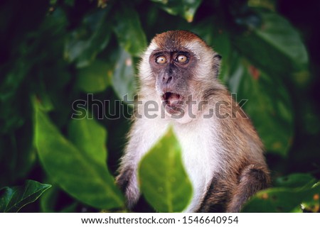 Surprised funny monkey with opened mouth. Close up portrait on the green natural background. Thailand.