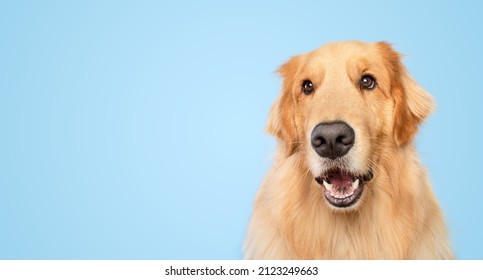 Surprised Golden Retriever Dog Funny Face Looking Open Mouth Isolated On Blue Background