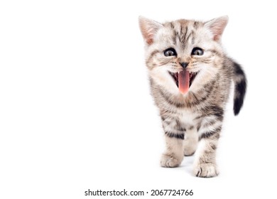 Surprised happy cat with open mouth. The funny kitten stuck out his tongue and smiles. Kitten is isolated on a white background.Two month old kitten. Scottish purebred cat. Cat screams.