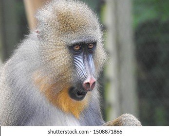 Surprised Look on Young Mandrill's Face - Powered by Shutterstock