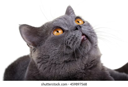 Surprised looking British cat - Shutterstock ID 459897568