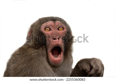 surprised monkey with big eyes isolated on white background