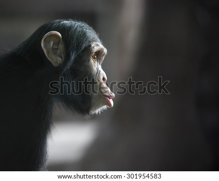 Surprised monkey. Chimpanzee's funny face, shot with selective focus and copy space