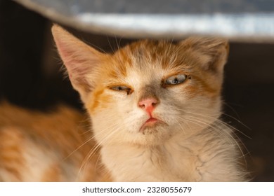 Surprised red kitten under car. On his face is an expression that says that he is confused, did not expect, does not know what to do, is embarrassed, paralyzed from surprise. Meme template, sketch