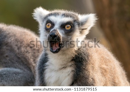 Surprised ring-tailed lemur or lemur catta with open mouth and eyes wide open