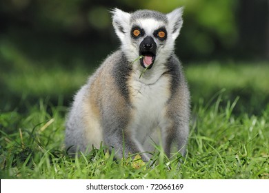 Surprised Ringtailed Lemur Gasping