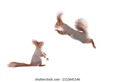 27 Running Cartoon Squirrel Stock Photos, Images & Photography |  Shutterstock