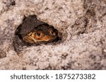 Surprised toad in its burrow