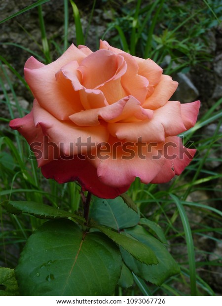 Surprising Color Rose Christophe Colomb French Stock Photo Edit Now