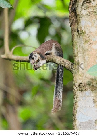 A surprising scenery of squirrel.