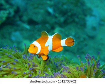 The Surprising Underwater World Of The Bali Basin, Island Bali, Lovina Reef, Clown Fish