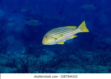 Indian Halibut Psettodes Erumei Stock Photo 1101123908 | Shutterstock