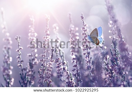 Surprisingly beautiful  colorful floral background. Heather flowers and butterfly in rays of summer sunlight in spring outdoors on nature macro, soft focus. Atmospheric photo, gentle artistic image