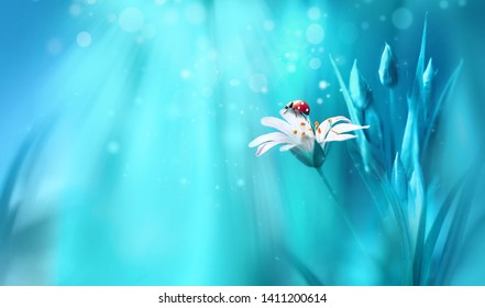 Surprisingly beautiful soft elegant white flower with buds and ladybug on blue background in rays of light macro. Exquisite graceful easy airy magic artistic image nature, copy space. - Powered by Shutterstock