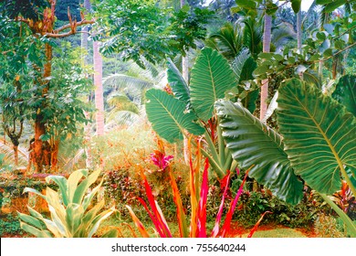 Tropical Garden High Res Stock Images Shutterstock