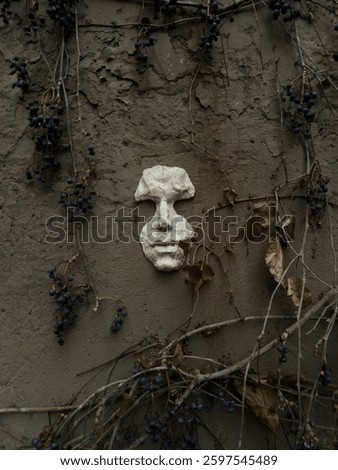 A surreal composition featuring a sculpted plaster face mounted on an old textured wall, surrounded by dried vines and dark blue wild grapes. The eerie contrast of decay and artistry evokes mystery