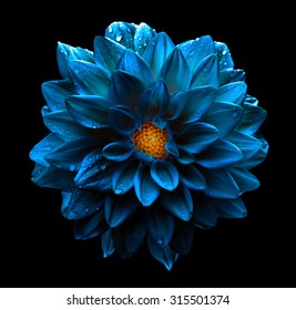 Surreal Dark Chrome Blue Flower Dahlia Macro Isolated On Black