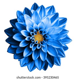 Surreal Dark Chrome Blue Flower Dahlia Macro Isolated On White