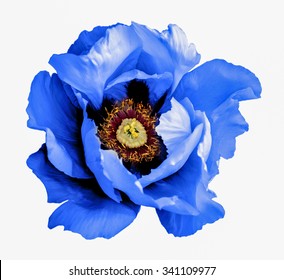 Surreal dark chrome blue poppy flower macro isolated on white