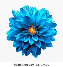 Surreal Dark Chrome Clear Blue Dahlia Macro Isolated On White