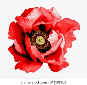 Surreal dark chrome red poppy flower macro isolated on white