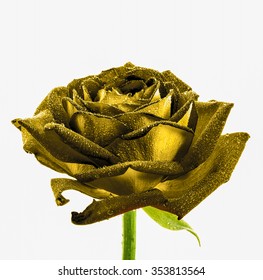 Surreal Dark Chrome Wet Gold Rose Macro Isolated On White