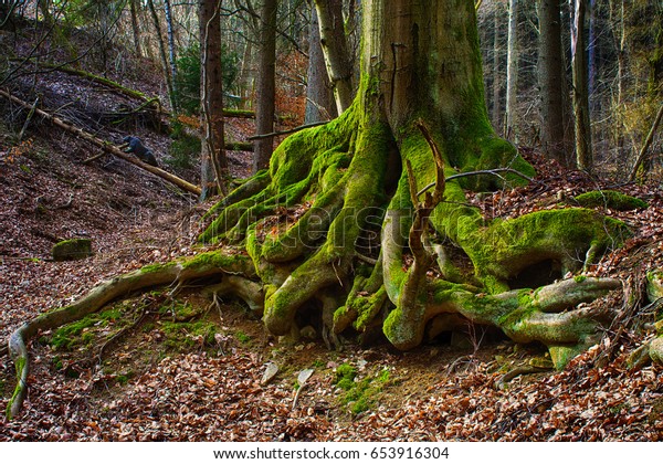 Surreal\
fairy tale fine art spooky fantasy color outdoor image of gigantic\
roots of an old tree, covered with moss, foliage, magic mysterious\
/ fairy tale forest - fantastic realism in\
nature