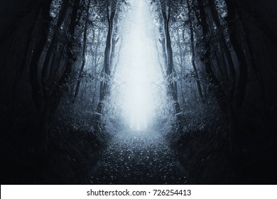 Surreal Forest Scene, Path Through Dark Symmetrical Woods Landscape