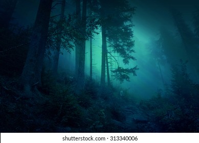 暗い森 の画像 写真素材 ベクター画像 Shutterstock