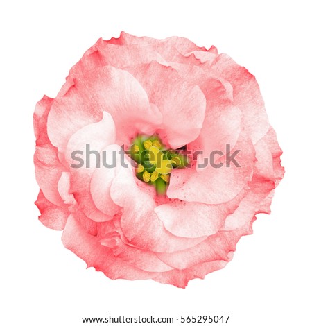 Surreal red rose flower isolated on white