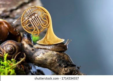 Surreal scene with cute snail on tree root in forest with brass French horn instead of shell against blurred background. Concept of beauty, harmony, nature and music, musical Instruments - Powered by Shutterstock