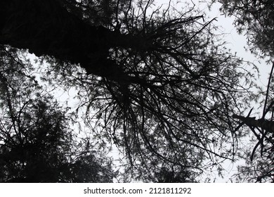 Surreal Spooky Tree Branches Ant Eye View