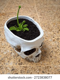 Surreal still life of a Venus flytrap carnivorous plant growing in a decorative skull-shaped pot, featuring an unopened flower bud.