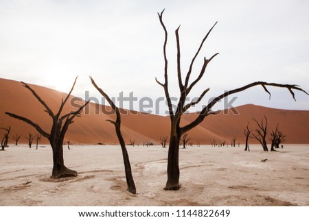 Surrealistic view to Dead Acacias in Dead Valley, Namibia, Africa early at sunrise on a dry ancient lake bottom surrounded with orange dunes 