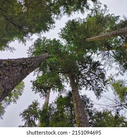 Surrounded by tree’s in forest