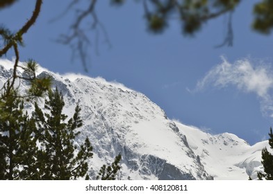 Surrounded by snow-capped pine branches