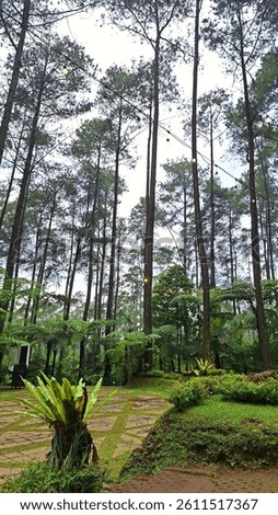 Surrounded by towering pine trees, gentle ferns, and soft patches of moss, this peaceful forest retreat feels like a hidden sanctuary. Nature's calm, perfectly framed in every direction