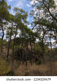 Surrounded by Trees