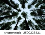 Surrounded By Trees; Cypress Hills, Saskatchewan, Canada