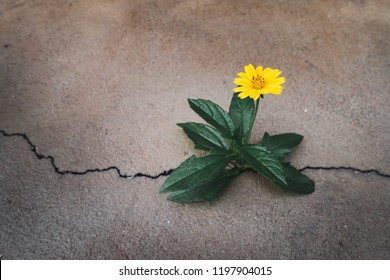 Survival Concept, Little Yellow Flower Sprout Grows Through Concrete Cracking.