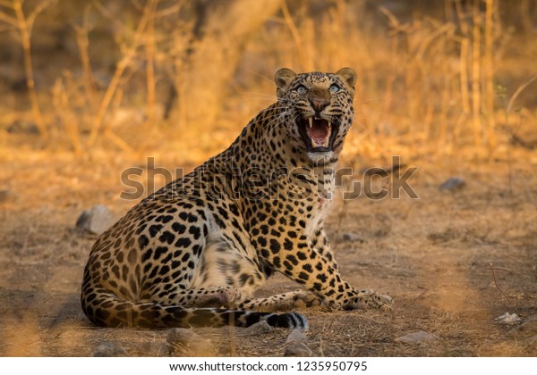 Survival of the fittest. An\
aggressive and intense look by a male leopard with a female blue\
bull kill in a morning drive at jhalana forest reserve, Jaipur,\
India