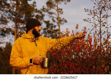 Survival in the wild. A man collects rose hips in the forest. - Powered by Shutterstock