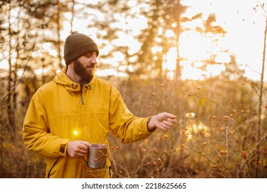 Survival in the wild. A man collects rose hips in the forest. - Powered by Shutterstock