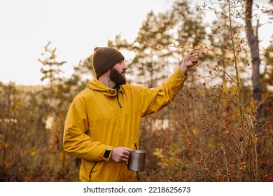 Survival in the wild. A man collects rose hips in the forest. - Powered by Shutterstock